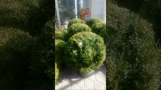 Саженцы уличных растений в Шымкенте смотреть онлайн