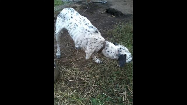 Рокси, метис далматина, в дар! смотреть онлайн