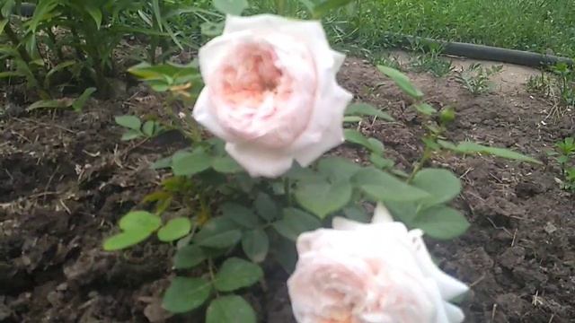 Цветение английской розы Клер Роуз. смотреть онлайн