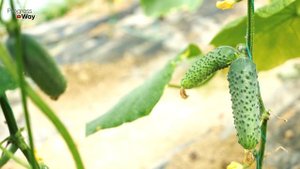 ДАЙТЕ ОГУРЦАМ СОЛЬ И БУДЕТЕ СОБИРАТЬ УРОЖАЙ ВЕДРАМИ ДО ОСЕНИ!!! УХОД ЗА ОГУРЦАМИ!