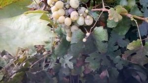 Мой виноградник на 11 августа Бако-1, Лидия, Русский конкорд, Аркадия, Восторг и другие