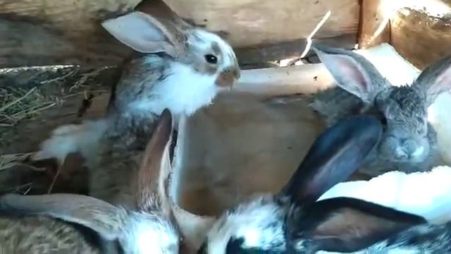 Кролики купаются. смотреть онлайн