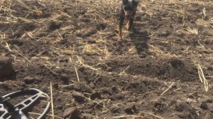 Только убрали поле, а МЫ уже тут! Много монет в одном месте.