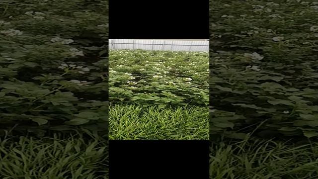 Картошечка в Сибири