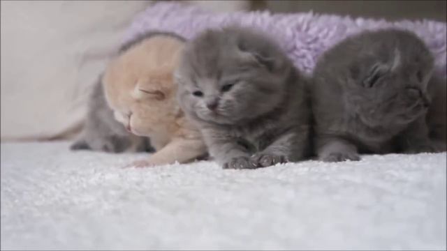 милые и пушистые котики котята породы Шотландская вислоухая кошка