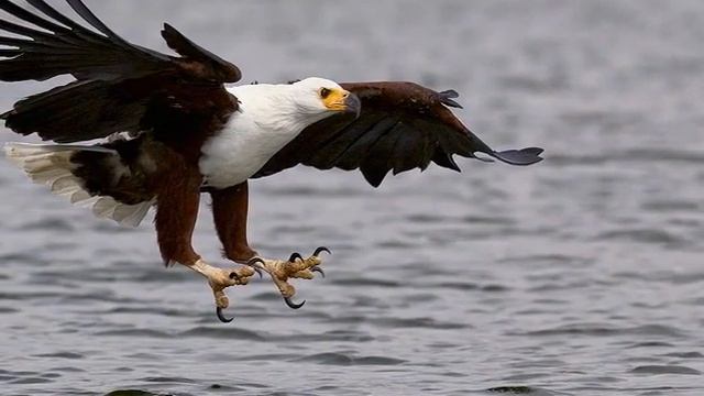 Животный мир смотреть онлайн