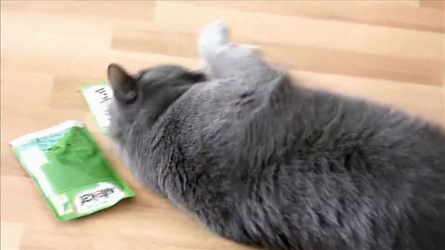 kitekat и мой кот смотреть онлайн