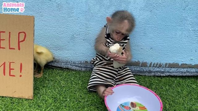 BiBi monkey led duckling away from home смотреть онлайн