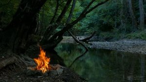 Можно ли дома держать папоротник комнатный?