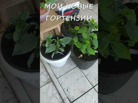 Мои новые гортензии, о которых я давно мечтала.