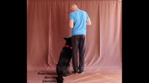 Дрессировка собак, упражнение "глазки"