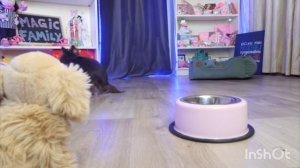 ЭкСпЕрИмЕнТ чужая миска собаки-игрушки.