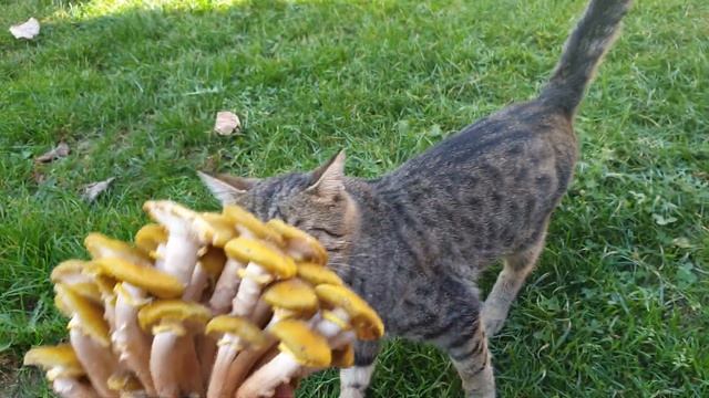 Armillaria mellea fungi смотреть онлайн