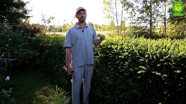 Живая изгородь из ели
