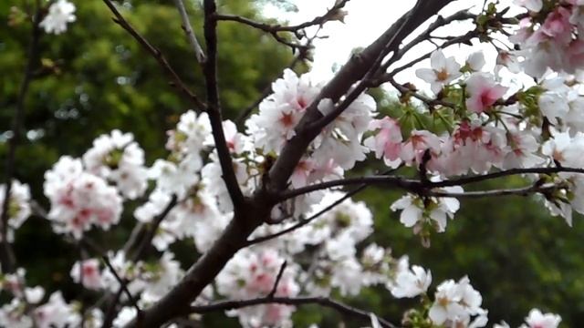 【SAMSUNG WB150F】1280x720 30fps 實拍A by Mobile01 смотреть онлайн