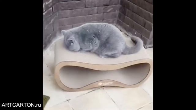 ТЕСТ НА СВЕЖЕМ ВОЗДУХЕ. ПИТОМНИК БРИТАНСКИХ КОШЕК UNIONSNOBS. КОГТЕТОЧКА INFINITY MAX WOOD ARTCARTO