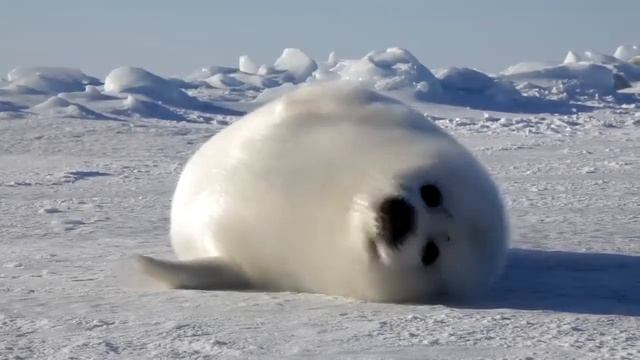 Cute Little Seal / Милый детёныш тюленя смотреть онлайн