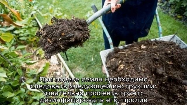 Клубника Вима Рина смотреть онлайн