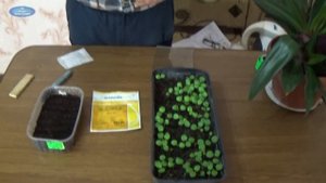 ГЕРАНЬ. ПРАВИЛЬНЫЙ ПОСЕВ ГЕРАНИ ПРИ РАЗВЕДЕНИИ ИЗ СЕМЯН!