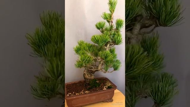 Pinus parviflora bonsai 2018 summer