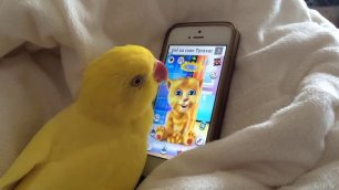Попугай и приложение
