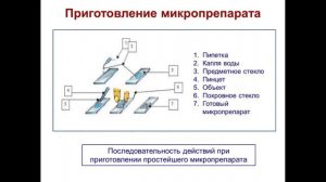Тема 3. Правила приготовления простейших микропрепаратов. Лабораторная работа №3