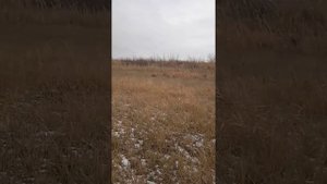 Иж-81 тест для охоты и самообороны.