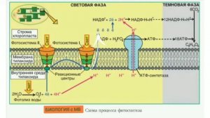 Световая фаза фотосинтеза.