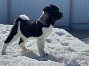 Щенки Американской Акиты 1 месяц. Меховое чудо.