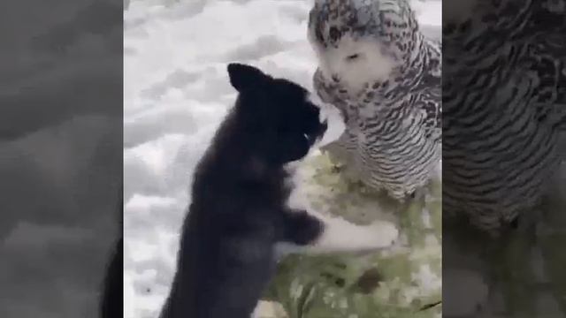 Циловашки обнимашки смотреть онлайн