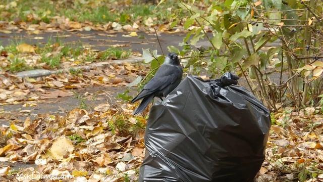 Грачи и галки прилетели в столицу