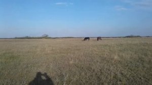 Разведение лошадей на свободе .
