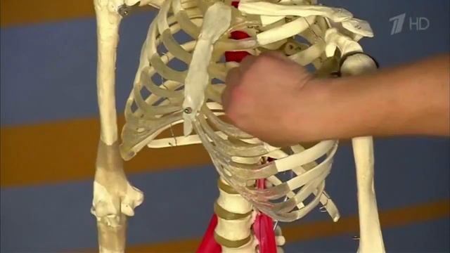 Опоясывающий лишай Жить здорово с Еленой Малышевой 18 09 2015 смотреть онлайн