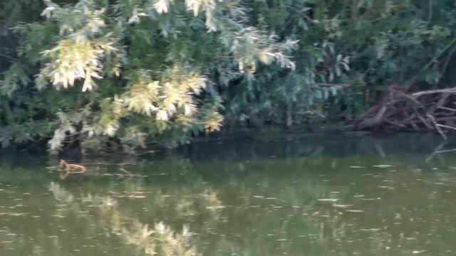 р. Сура, в мире животных) смотреть онлайн