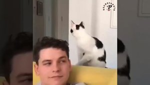 Приколы с котиками. Котики #67