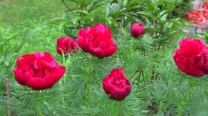 Марьин корень  (Пион уклоняющийся).