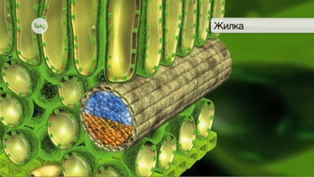Части растения Листья смотреть онлайн