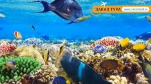 FORTUNA 3* SSH 3* Египет Шарм-Эль-Шейх обзор – отель ФОРТУНА 3* СШ 3* Шарм-Эль-Шейх видео обзор