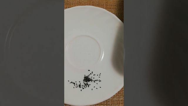 Посадка мелиссы Мохито #semena22 смотреть онлайн