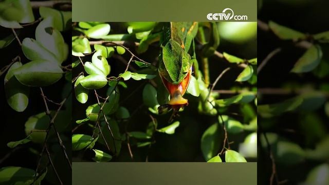 Охота ящерицы на насекомых смотреть онлайн