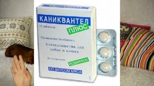 ЧТО КУПИТЬ ДЛЯ ЩЕНКА И СКОЛЬКО ЭТО СТОИТ???