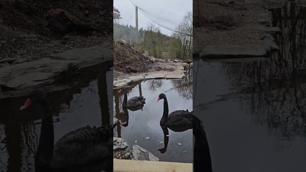 Wild Ireland | Wildlife Park, Donegal #travel #wildlife #wildIreland #travelvlog #europe