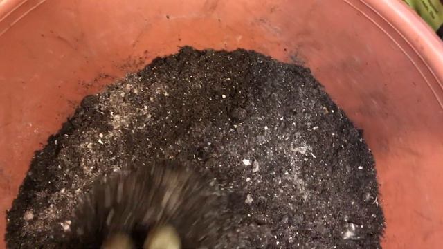 Пеларгония. Не сложный уход. смотреть онлайн