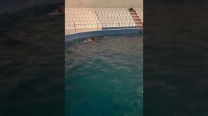 Плавание с дельфинами Анапа!