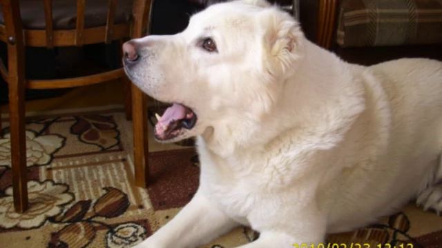 В память верного друга.avi смотреть онлайн