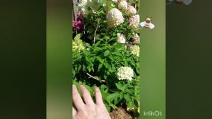 Одна из самых мелких метельчатых гортензий Литл Спукки