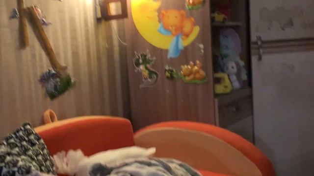 попугай какаду прогнал кошку, Шотландская прямоухая кошка смотреть онлайн