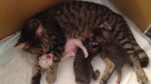 Маленький котенок проснулся и испугался