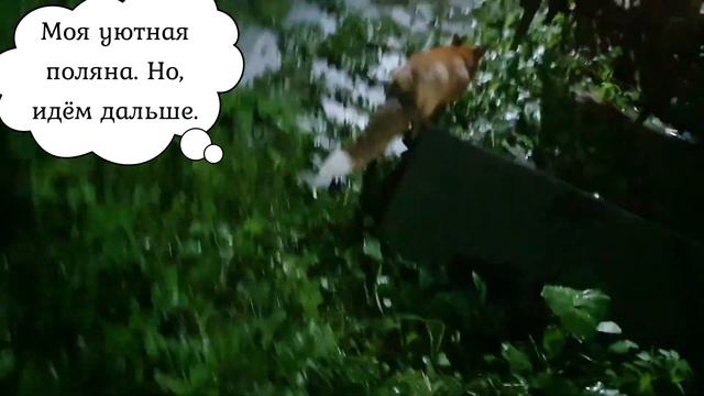 ЛИ СЯО. Алиса - Лиса. Ореховое дерево и чужой шашлык. смотреть онлайн