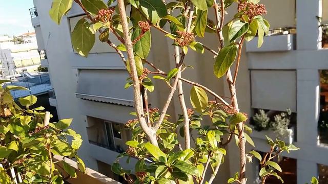 My Viburnum tinus in blooms смотреть онлайн